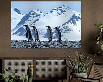 Pingouins royaux de Géorgie du Sud sur Angelika Stern