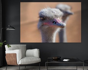 Struisvogel met zwoele blik van Roelinda Tip
