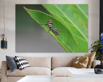 grasshopper by Mieke Verkennis