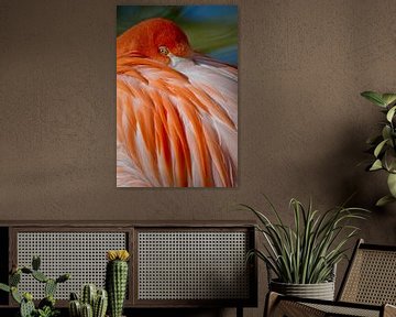 LP 71318879 Caribische flamingo met snavel genesteld in veren van BeeldigBeeld Food & Lifestyle