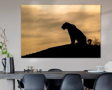 LP 71323039 Silhouette d'un léopard assis sur une colline sur BeeldigBeeld Food & Lifestyle