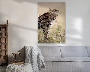 LP 71318877 Luipaard (Panthera pardus) in Kenia, Oost-Afrika van BeeldigBeeld Food & Lifestyle