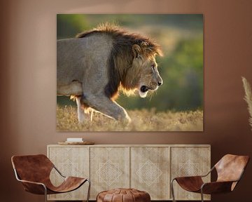 LP 71318888 Lion with background lighting in the wild, South Africa by BeeldigBeeld Food & Lifestyle