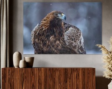 Steinadler, Aquila chrysaetos. Raubvogel von Gert Hilbink