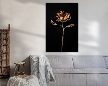 getrocknete Sonnenblume von Karel Ham