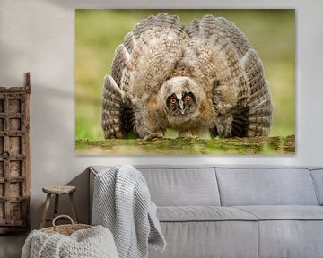 Immature Long-eared Owl by Beschermingswerk voor aan uw muur