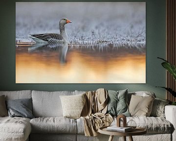 Adult Greylag Goose by Beschermingswerk voor aan uw muur