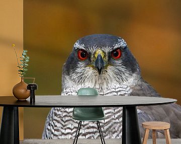 Mann-Falken-Portrait
