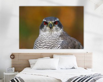 Northern Goshawk portrait by Beschermingswerk voor aan uw muur