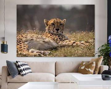 Cheetah, Cheeta. Acinonyx jubatus by Gert Hilbink