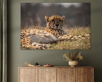 Cheetah, Cheeta. Acinonyx jubatus sur Gert Hilbink