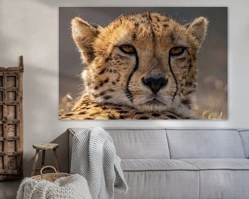 Cheetah, Cheeta. Acinonyx jubatus