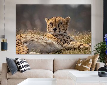 Jachtluipaard, Cheeta. Acinonyx jubatus