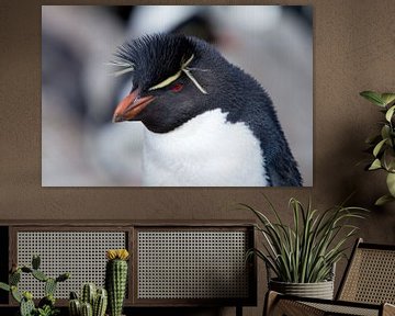Rotsspringer-pinguïn van Angelika Stern