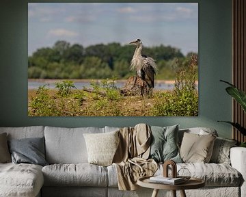 Blauwe reiger van Henk bohmers