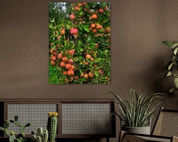 Plantation de pommes 2