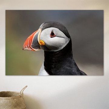 Porträt eines Papageientauchers