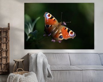 Peacock's eye butterfly on a butterfly bush by KB Design & Photography (Karen Brouwer)