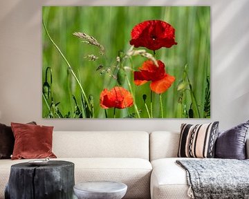 Poppy on green field