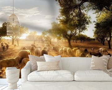 Olive field with a flock of sheep in Mallorca by Voss photography