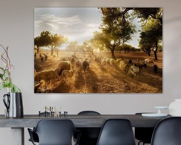 Olive field with a flock of sheep in Mallorca by Voss Fine Art Fotografie