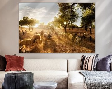 Olijfveld met een kudde schapen in Mallorca van Voss Fine Art Fotografie