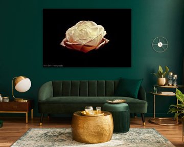 romantische roos van nick pel