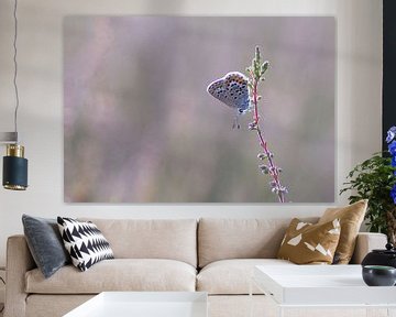 Vlinder in het roze van Vince Pellegrom