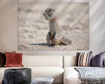 Gophers in Namibia by Angelika Stern