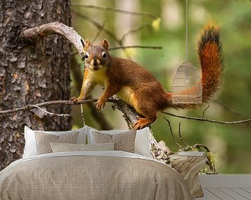 Cheerful EEKHOORN in the woods sitting on a branch by Marianne Ottemann - OTTI