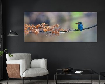 Kingfisher - Panorama by Kingfisher.photo - Corné van Oosterhout