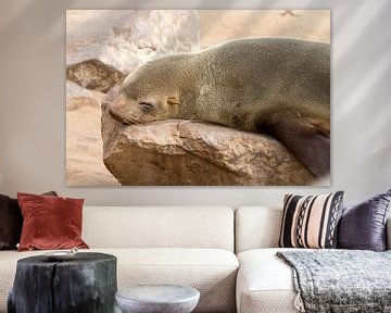 Louveteau Sealion sur Angelika Stern