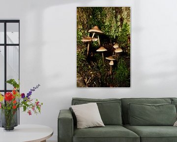 Small mushrooms on a tree trunk by Gerard de Zwaan