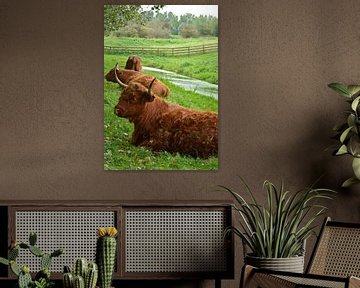Porträt eines braunen schottischen Hochlandbewohners im Gras von Trinet Uzun