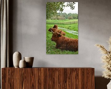 Portret van een bruine schotse hooglander in het gras van Trinet Uzun