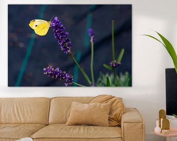 Vlinder op paarse bloem van Michel Groen