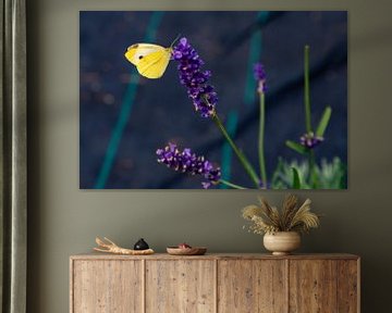 Vlinder op paarse bloem