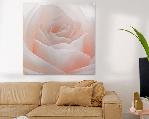 Rose rose pastel en gros plan