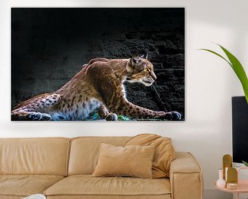 Lying Lynx by GerART Photography & Designs