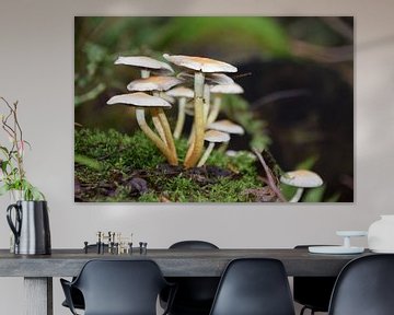 gros plan de champignons de forêt sur une souche de mousse