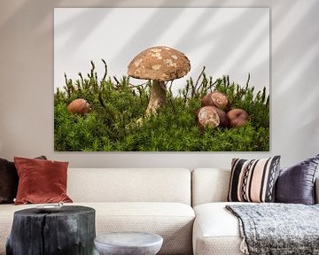 Autumn scene with mushrooms and chestnuts by Hans Kool