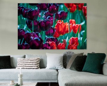 Nederlandse tulpen van Jayzon Photo