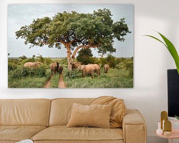 Elefanten unter einem Amarulabaum im Timbavati-Wildpark in Südafrika von Nathalie Wilmsen