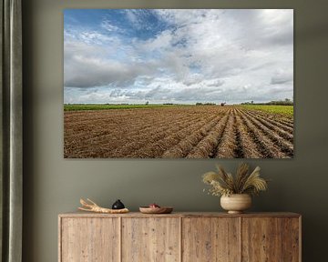 Niederländische Agrarlandschaft mit langen Kartoffelkämmen