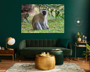 Vervet monkey in Kenya