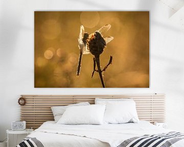 Dragonfly Bokeh van Sander Meertins