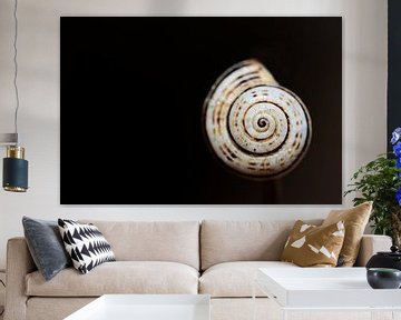snail shell by Ulrike Leone