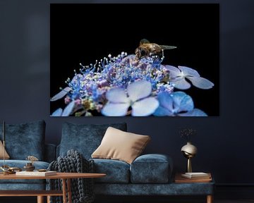 Schwebfliege auf violetten Blüten von Jayzon Photo