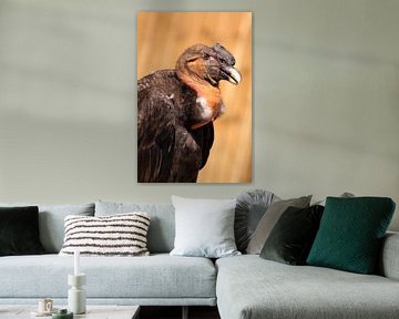 Andes condor roofvogel van Bobsphotography