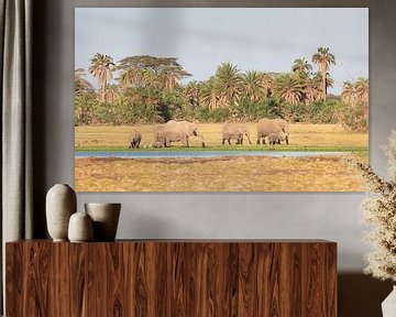 African Elephant (Loxodonta africana) family group browsing along the edge of a swamp in Amboseli Na by Nature in Stock